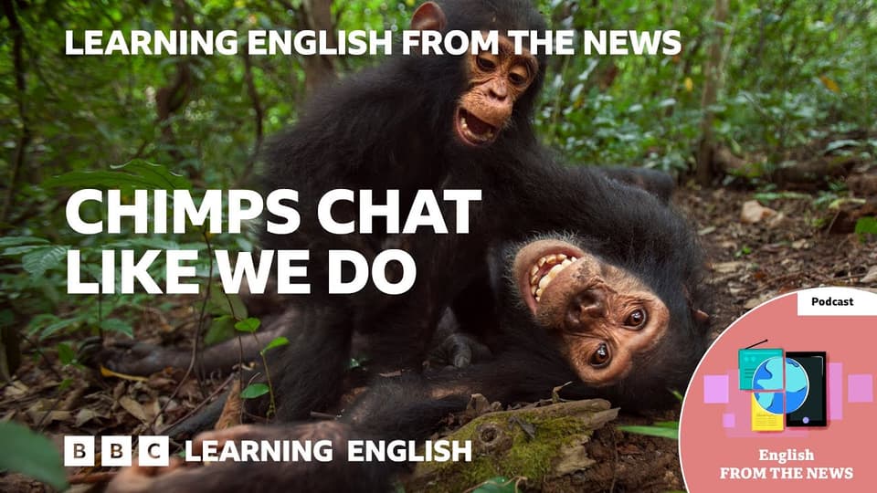 黑猩猩快速手势交流类似人类对话