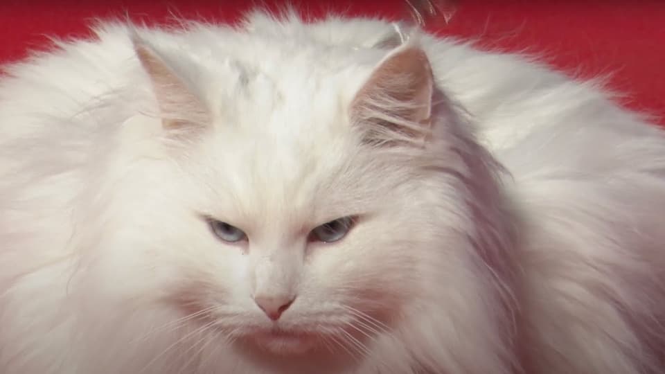 特拉维斯从软件到猫骑行的旅程