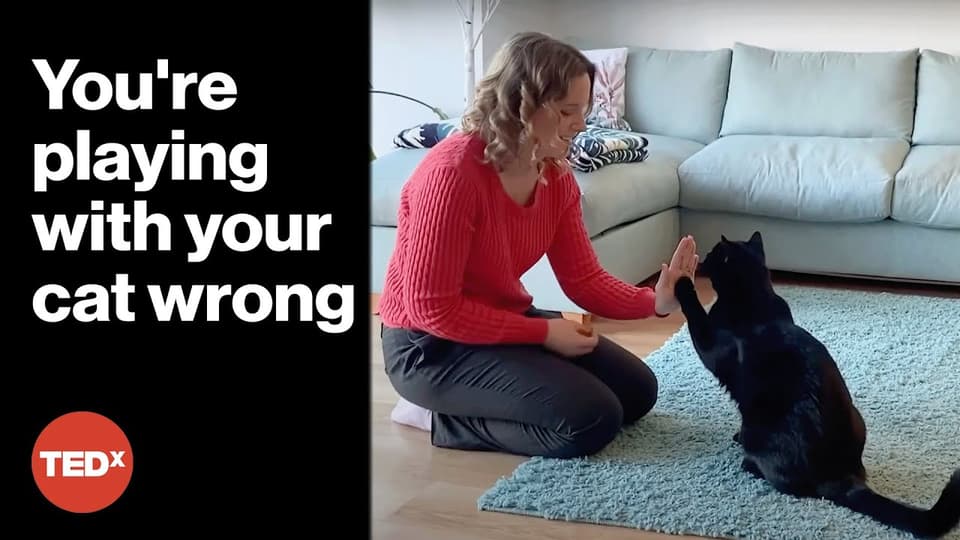 游戏对猫咪的力量